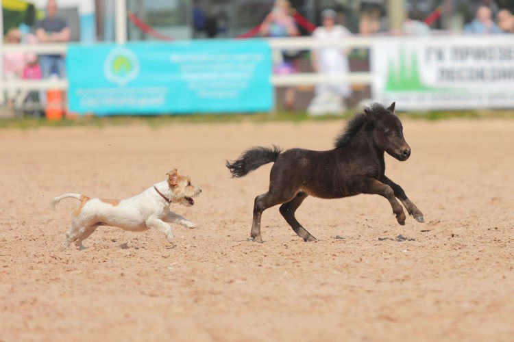 Иппосфера 2023