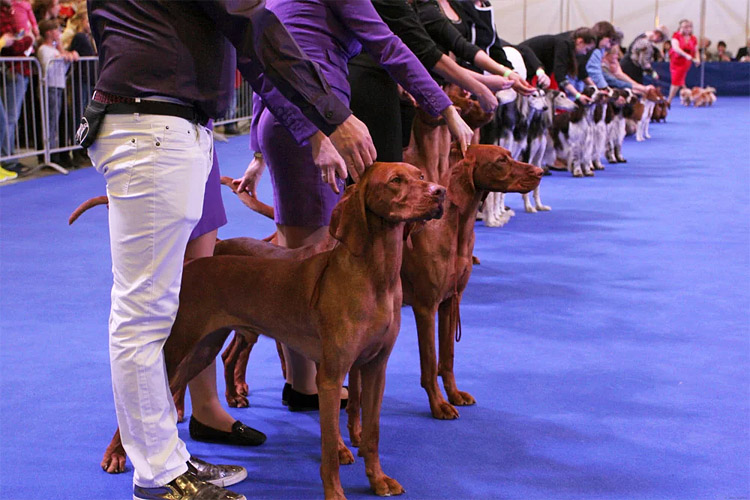 Город собак + Мир кошек 2023