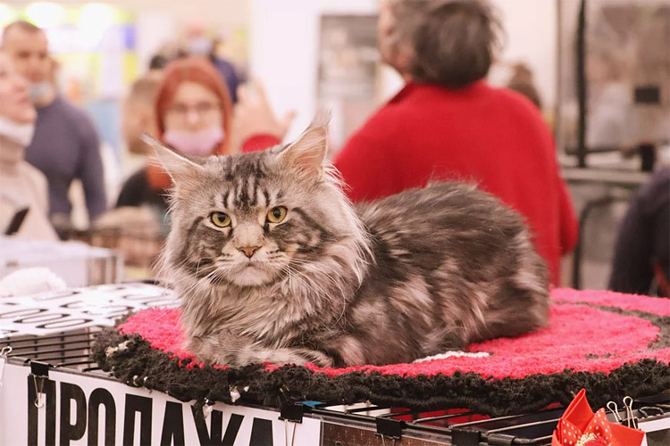 Город собак + Мир кошек 2023