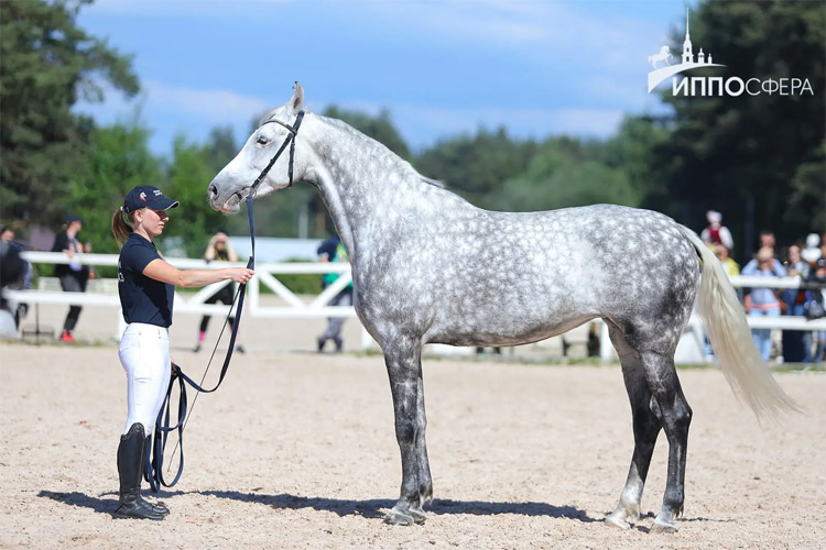 Иппосфера 2025