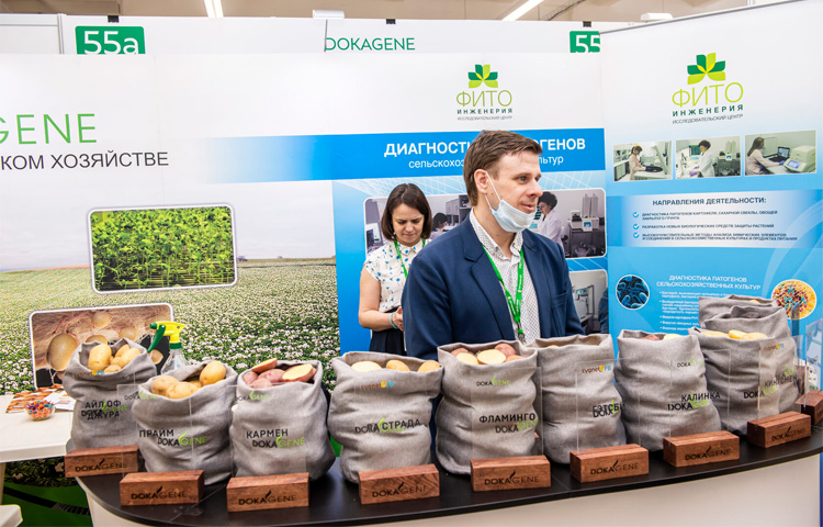 Картофель 2022