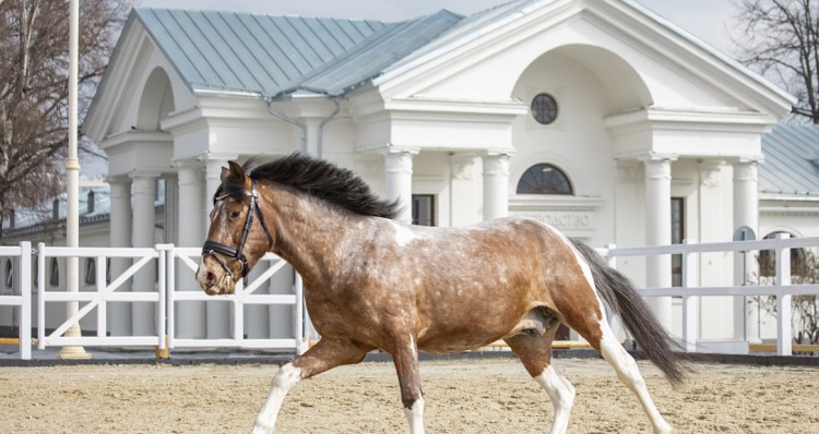 Дни орловского рысака на ВДНХ 2022